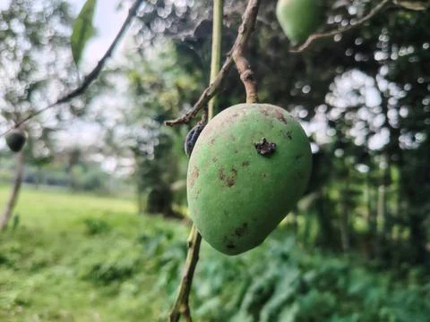 Green mango hanging from tree branch in outdoor natural setting with blurre.. 写真素材