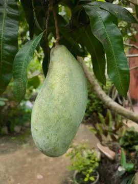Green mango hanging from tree branch. 스톡 사진