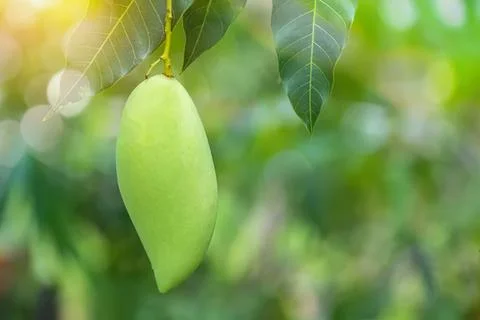 Green mango hanging on tree branch in sunlight Stock Photos