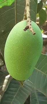 Green Mango hanging on the tree Stock Photos