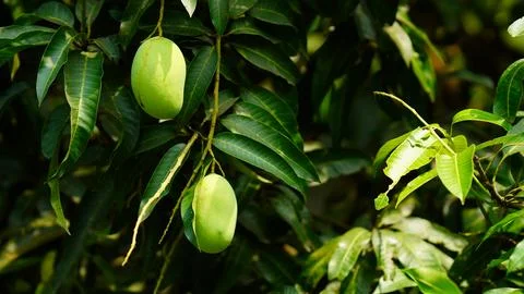 Green mango hanging on the tree Stock Photos