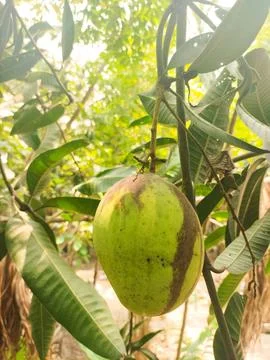 Green mango hanging on tree tropical orchard view Stock Photos