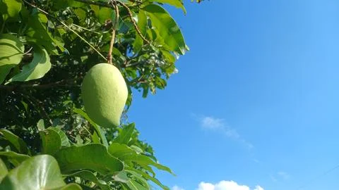 Green Mango Hanging on Tree Under Bright Blue Sky Fotos de archivo