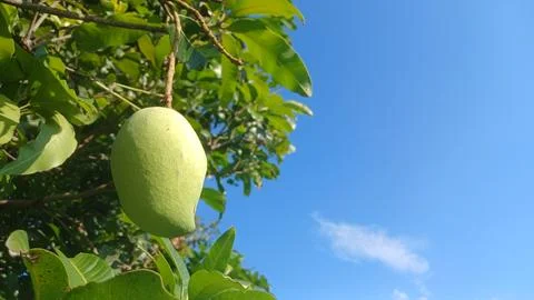 Green Mango Hanging on Tree Under Blue Sky Fotos de archivo