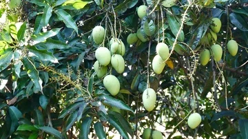 Green mango hanging,mango field,mango farm. Stock Footage 85495176