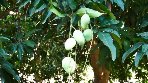 Green mango hanging,mango field,mango farm. Stock Footage 85586054