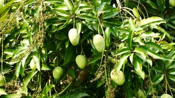 Green mango hanging,mango field,mango farm. Stock Footage 85586114