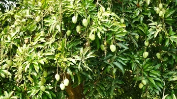 Green mango hanging,mango field,mango farm. Stock Footage 85586133