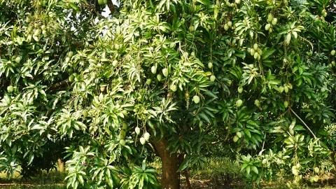 Green mango hanging,mango field,mango farm. Stock Footage 85586136