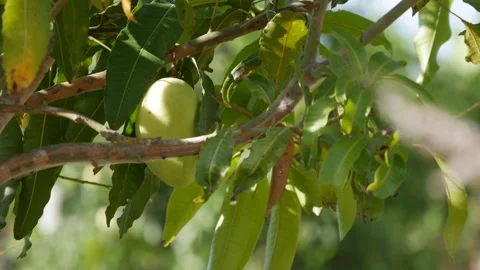 A green mango hangs on a tree among dense leaves with a soft blurred garden back Stock Footage 343968284
