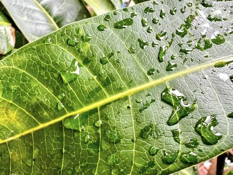 Green mango leaf and drop rain Stock Photos