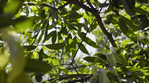Green Mango Leaf Background Stock Footage 278301760