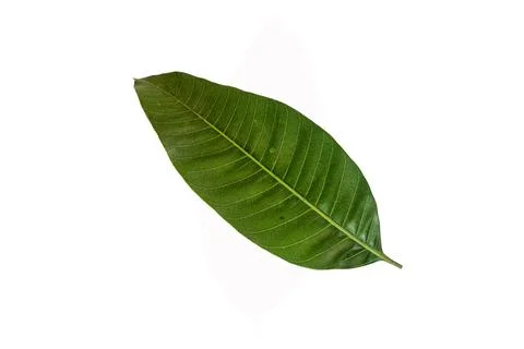 A green mango leaf isolated on a white background. Stock Photos