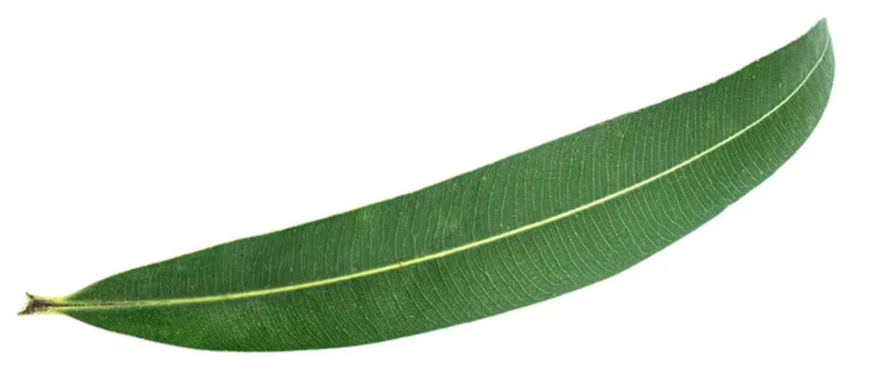 Green mango leaf isolated on white background Foto stock