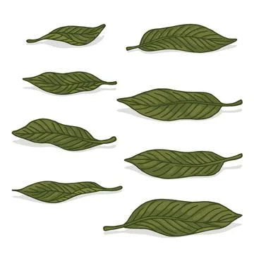 Green mango leaf retro old line art etching vector Stock Illustration
