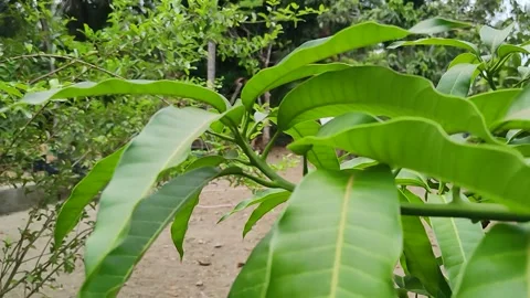 Green mango leaves during the day Stock Footage 240199384