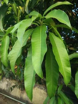 Green Mango leaves in the tree. Fruit plant's leaf Stock Photos