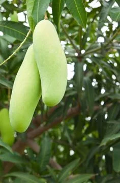 Green mango with leaves on tree Foto stock