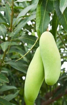 Green mango with leaves on tree Stock Photos