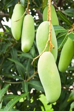 Green mango with leaves on tree Foto stock