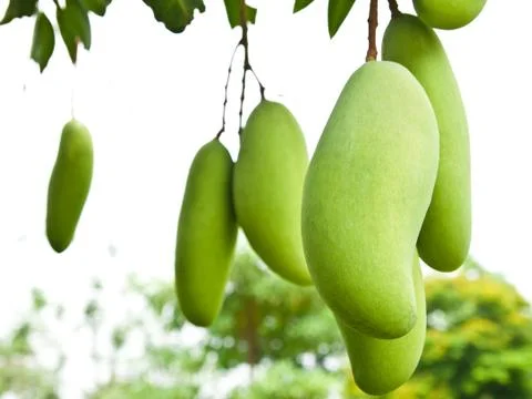 Green mango with leaves on tree Stock Photos