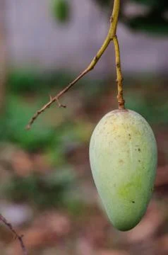 Green mango Stock Photos