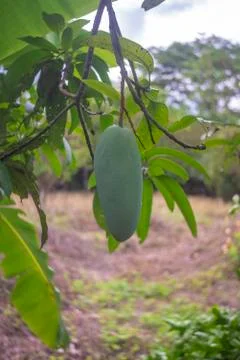Green mango Stock Photos