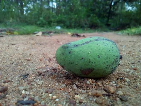 Green Mango Foto stock