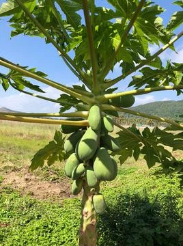 Green mango Stock Photos