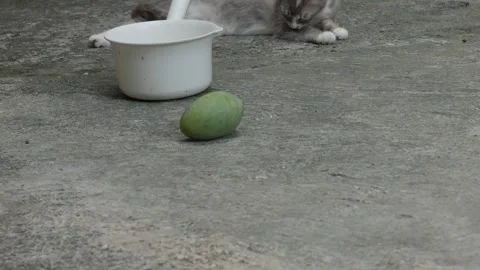 Green Mango Rolling Across Concrete Toward a Resting Cat Outdoors Stock Footage 341868808