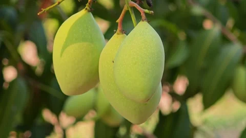Green mango with stem and leaves. Stock Footage 306285959