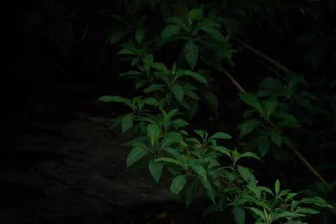 Green mango tree background at dawn Stock Photos