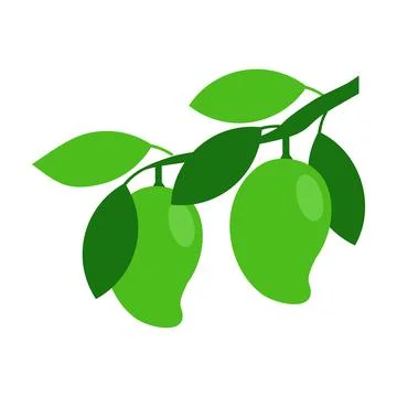Green Mango tree branch vector illustration isolated on white background Stock Illustration