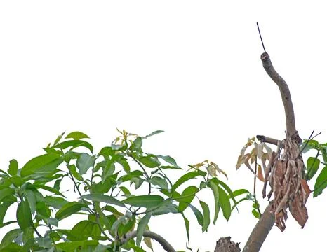 Green mango tree branches with fresh foliage leaves isolated on white backg.. Stock Photos