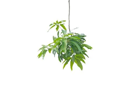 Green mango tree branches with fresh foliage leaves isolated on white backg.. Stock Photos