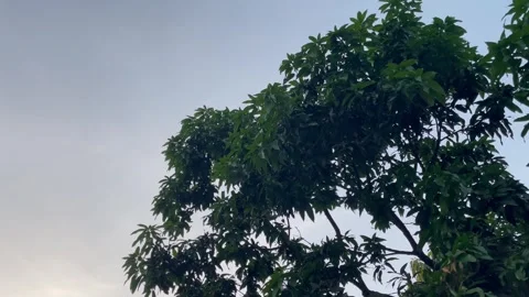 Green Mango Tree Branches Swaying Against an Overcast Sky Stock Footage 346710272