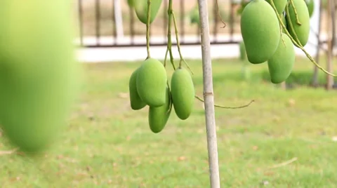 Green mango on tree branch.slide dolly shot. Stock Footage 36647929