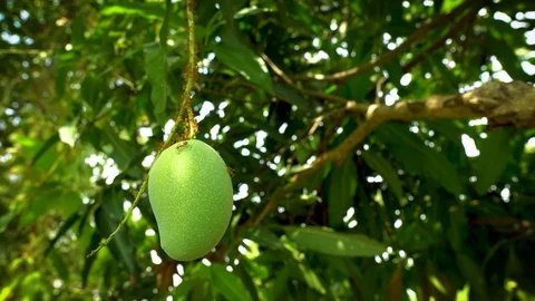 Green Mango on the tree in the farm.  Video stock 129009612