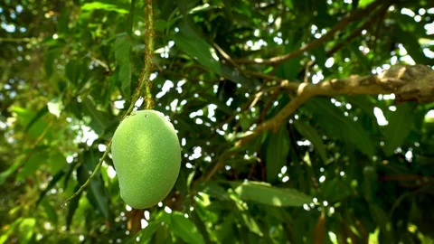 Green Mango on the tree in the farm. water drop on Mango against the background  Stock Footage 129009614