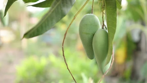 Green mango on the tree Stock Footage 272406358