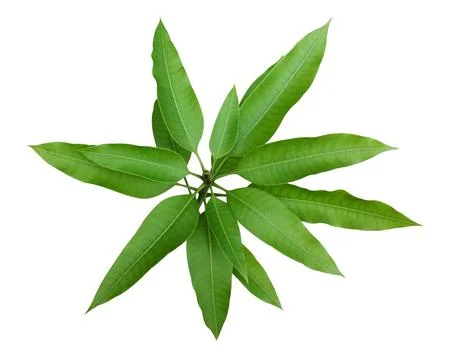 Green mango tree in garden isolate Stockfoto's