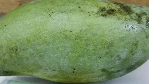 Green mango from the tree green nice manggo juice.JPG Stock Photos