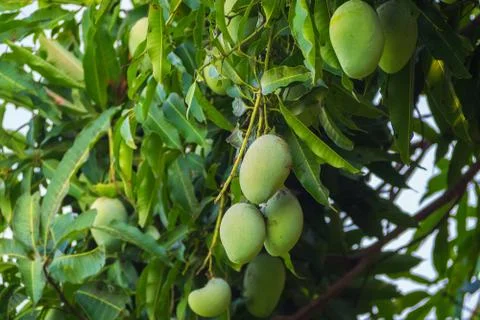 Green mango on tree with leaf background Stock Photos