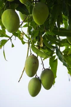 Green mango on tree with leaf background Stock Photos
