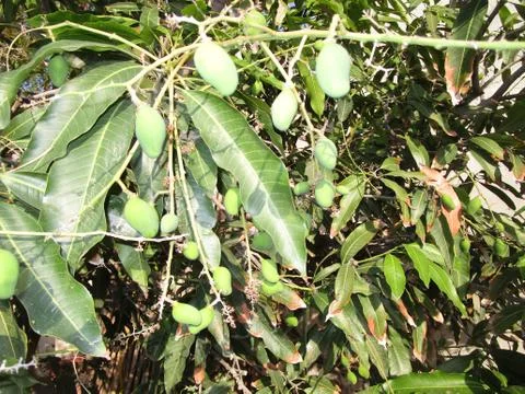 Green mango on the tree Stock Photos