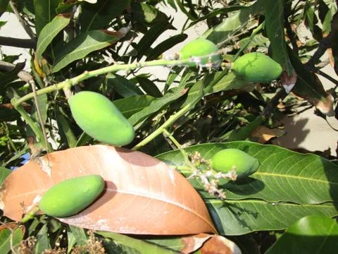 Green mango on the tree Stock Photos