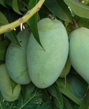Green mango on tree Stock Photos