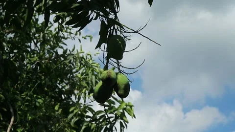 Green mango on a tree in the wind. Stock Footage 196138812