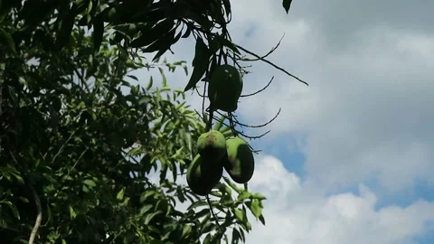 Green mango on a tree in the wind. Juicy mango hanging Stock Footage 196138808