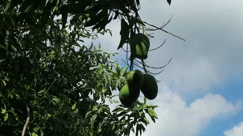 Green mango on a tree in the wind. Juicy mango hanging from a tree Stock Footage 196138811